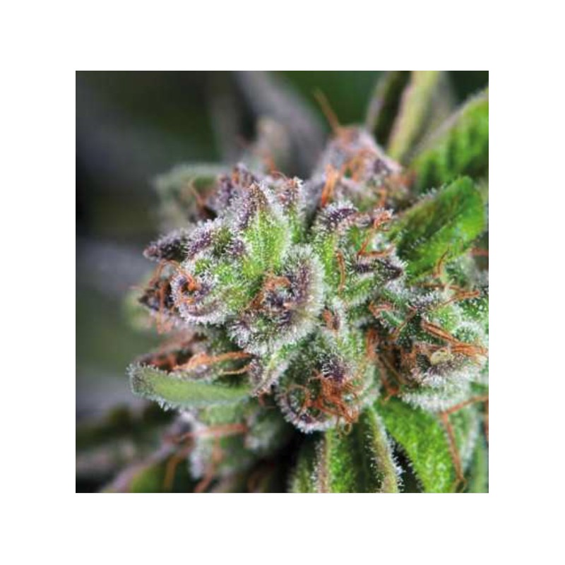 WATERMELON ZKITTLEZ · Pyramid Seeds · sementes de maconha · Fem