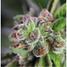 WATERMELON ZKITTLEZ · Pyramid Seeds · graines de cannabis · Fem