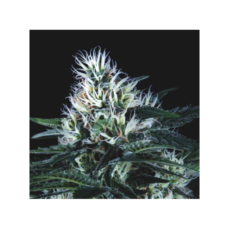 WEMBLEY FAST · Pyramid Seeds · kenevir tohum · Disi · Fem