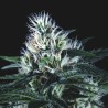 WEMBLEY FAST · Pyramid Seeds · sementes de maconha · Fem