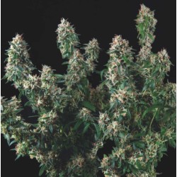TUTANKHAMON X COOKIES USA · Pyramid Seeds · cannabis seeds · Fem