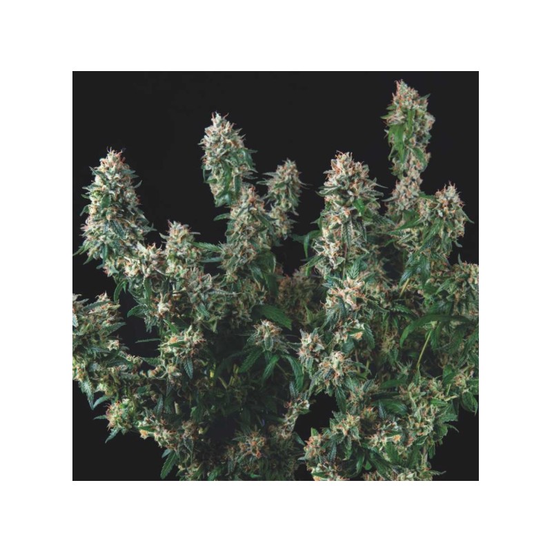 TUTANKHAMON X COOKIES USA · Pyramid Seeds · cannabis seeds · Fem