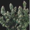 TUTANKHAMON X COOKIES USA · Pyramid Seeds · graines de cannabis · Fem