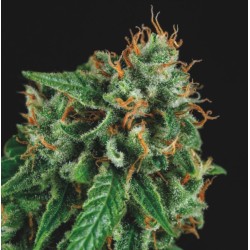 TUTANKHAMON X GORILLA GLUE · Pyramid Seeds · kaufen cannabis samen · Fem