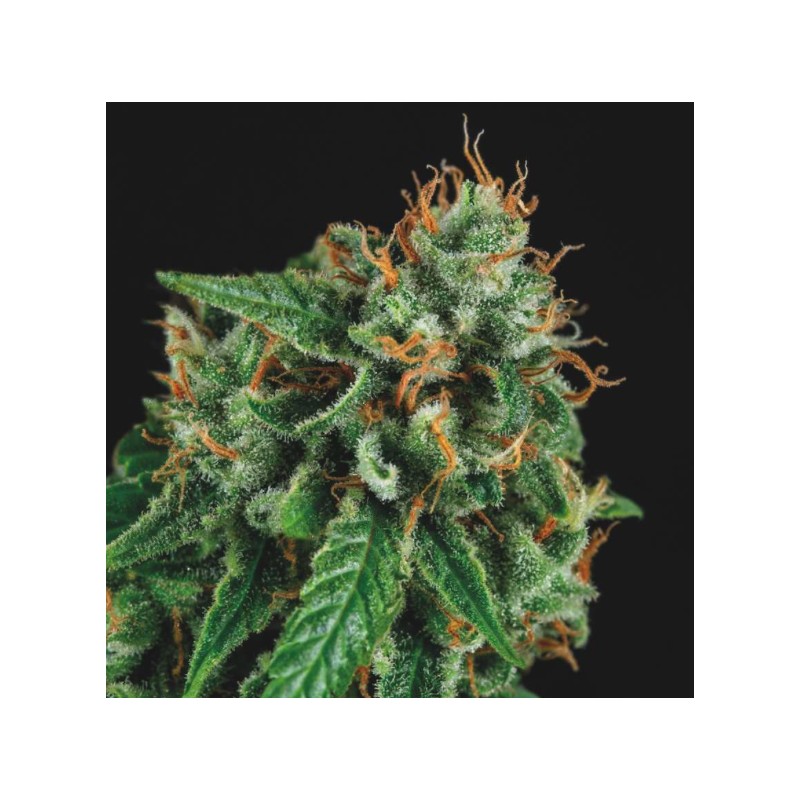 TUTANKHAMON X GORILLA GLUE · Pyramid Seeds · kaufen cannabis samen · Fem