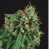 TUTANKHAMON X GORILLA GLUE · Pyramid Seeds · sementes de maconha · Fem