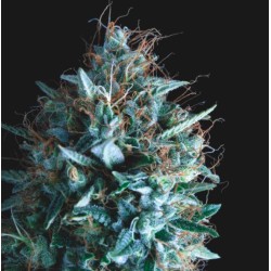 TUTANKHAMON X RUNTZ · Pyramid Seeds · cannabis seeds · Fem
