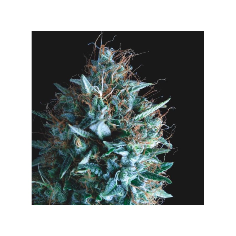 TUTANKHAMON X RUNTZ · Pyramid Seeds · cannabis seeds · Fem