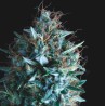 TUTANKHAMON X RUNTZ · Pyramid Seeds · kaufen cannabis samen · Fem