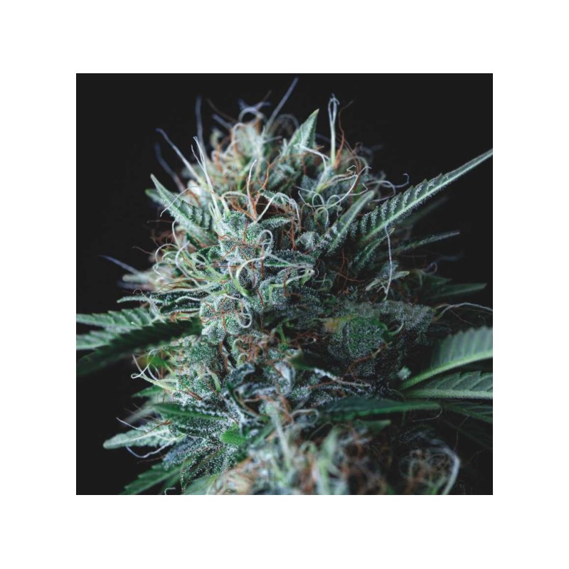 WEMBLEY X MENDOCINO · Pyramid Seeds · cannabis seeds · Fem