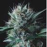 WEMBLEY X MENDOCINO · Pyramid Seeds · cannabis seeds · Fem