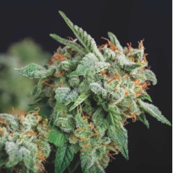 NORTHERN LIGHTS X RUNTZ ·...