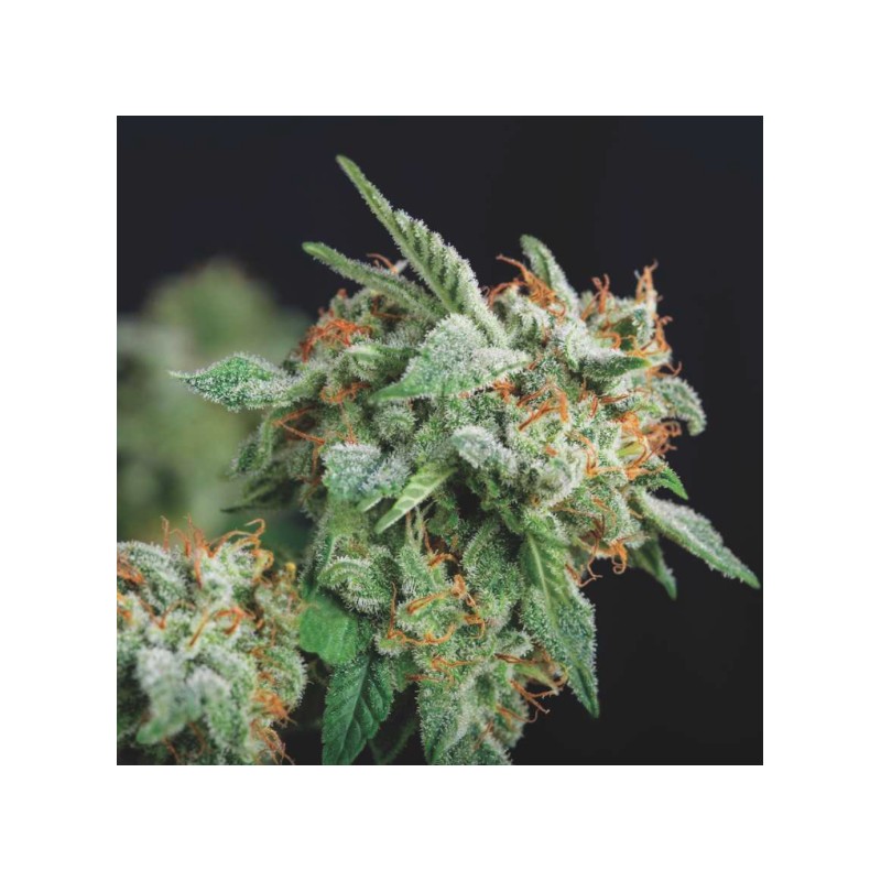 NORTHERN LIGHTS X RUNTZ · Pyramid Seeds · sementes de maconha · Fem