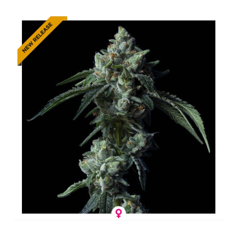 CHALLAH BREAD · DNA Genetics · sementes de maconha · Fem