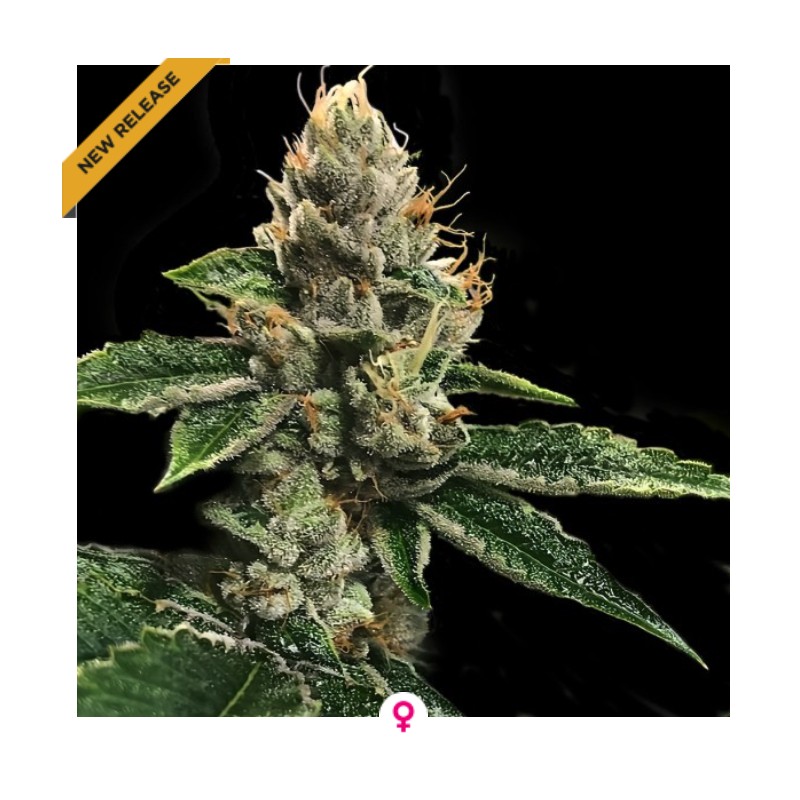 RP 43 AKA RICHARD PETTY · DNA Genetics · cannabis seeds · Fem