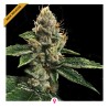 RP 43 AKA RICHARD PETTY · DNA Genetics · cannabis seeds · Fem