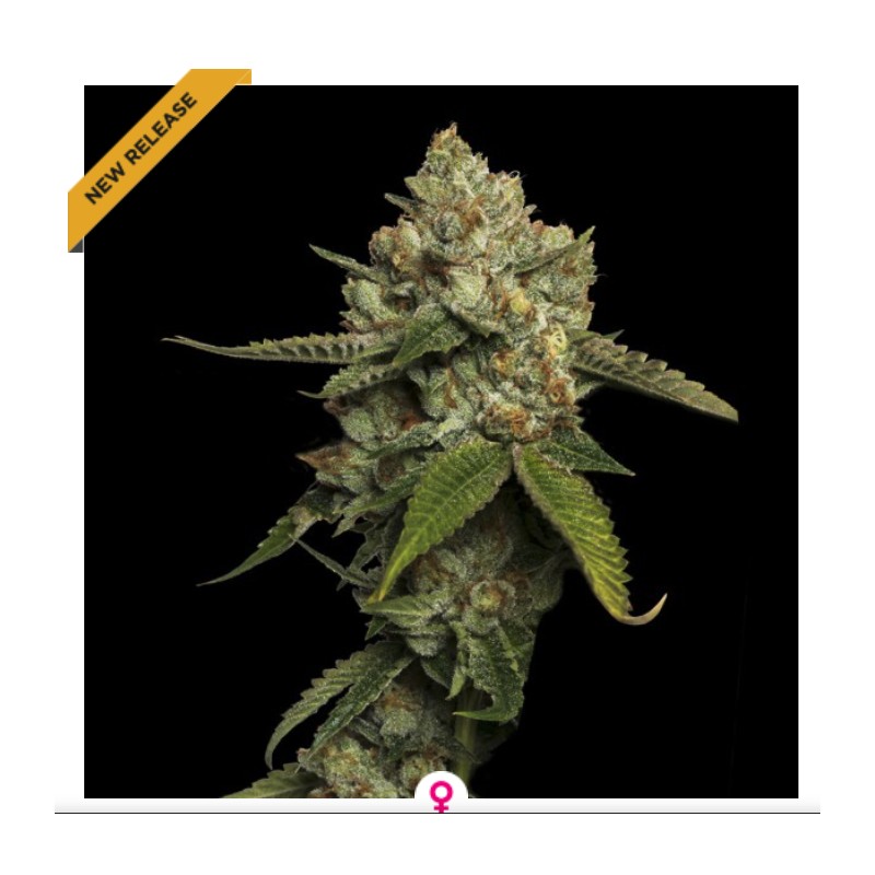 KOSHER PROPHET · DNA Genetics · cannabis seeds · Fem