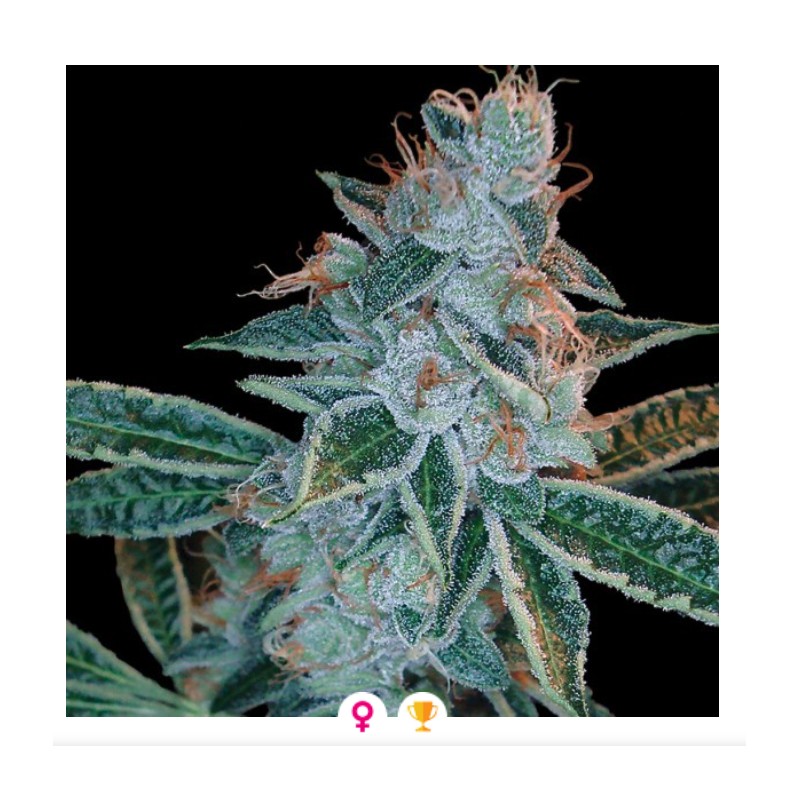 LEMON OG KUSH · DNA Genetics · kenevir tohum · disi · Fem