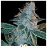LEMON OG KUSH · DNA Genetics · sementes de maconha · Fem