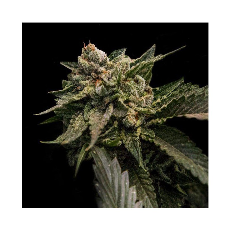 STRAWBERRY SORBET · DNA Genetics · sementes de maconha · Fem