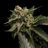 STRAWBERRY SORBET · DNA Genetics · sementes de maconha · Fem