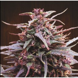 PURPLE HAZE X MALAWI · Ace...