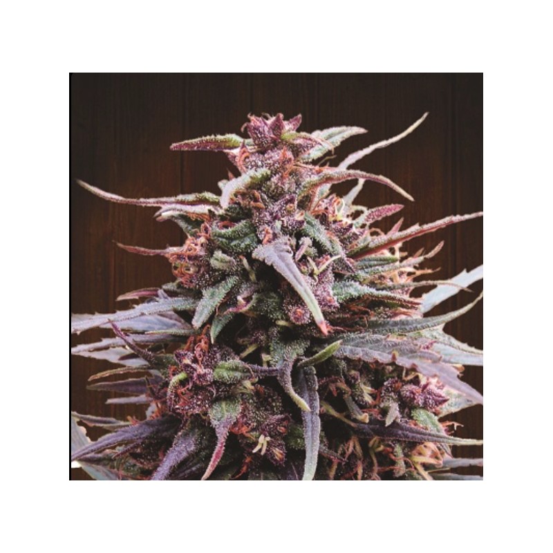 PURPLE HAZE X MALAWI · Ace Seeds · cannabis seeds · Fem