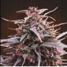 PURPLE HAZE X MALAWI · Ace Seeds · graines de cannabis  · Fem