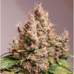 AUTO RED TROPICANA COOKIES...