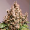 AUTO RED TROPICANA COOKIES · Dutch Passion · sementes de maconha · Auto Fem