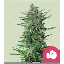 PURPLE PUNCH · Royal Queen...