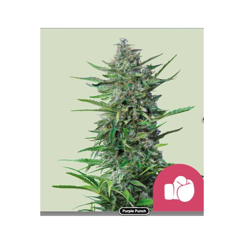 PURPLE PUNCH · Royal Queen Seeds · cannabis seeds · Fem