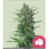 PURPLE PUNCH · Royal Queen Seeds · cannabis samen · Fem