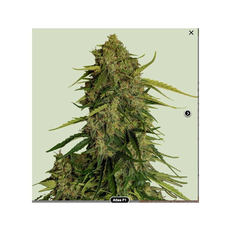 ATLAS F1 · Royal Queen Seeds · cannabis samen · Fem