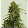 ATLAS F1 · Royal Queen Seeds · cannabis samen · Fem