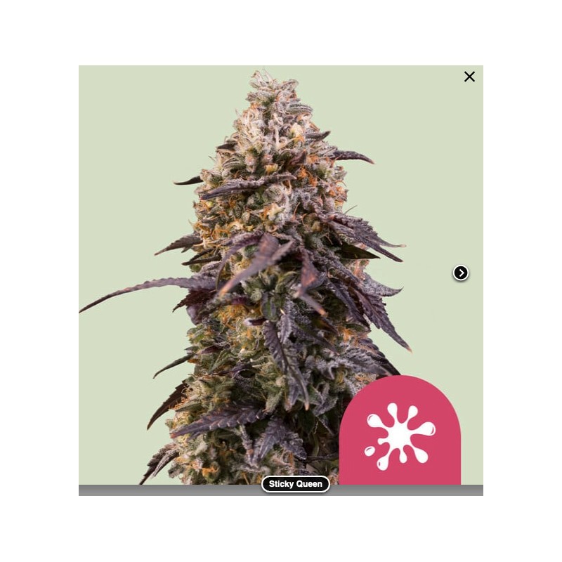 STICKY QUEEN · Royal Queen Seeds · graines de cannabis · Fem