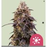 STICKY QUEEN · Royal Queen Seeds · kenevir tohum · Disi · Fem