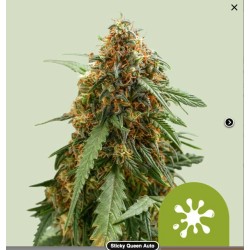 STICKY QUEEN AUTO · Royal...