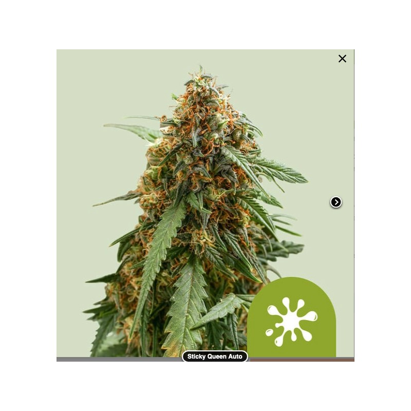 STICKY QUEEN AUTO · Royal Queen Seeds · kaufen cannabis samen · AutoFem