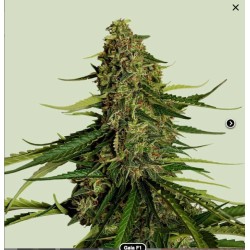 GAIA F1 · Royal Queen Seeds...
