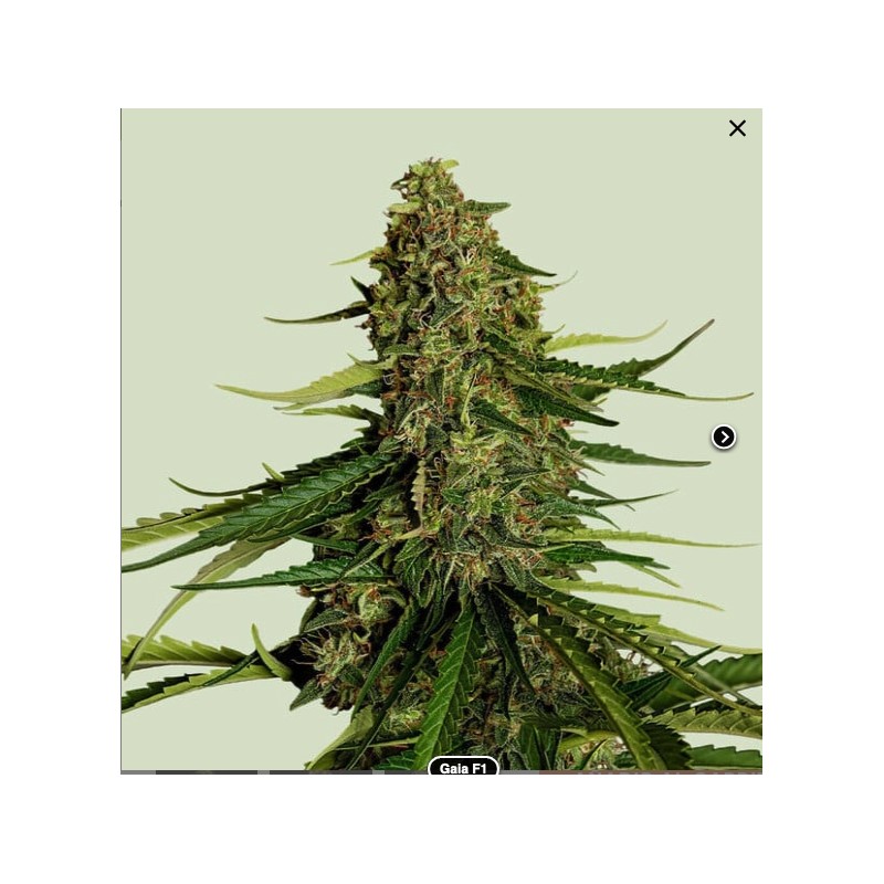 GAIA F1 · Royal Queen Seeds · cannabis seeds · AutoFem