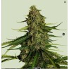 GAIA F1 · Royal Queen Seeds · sementes de maconha · AutoFem