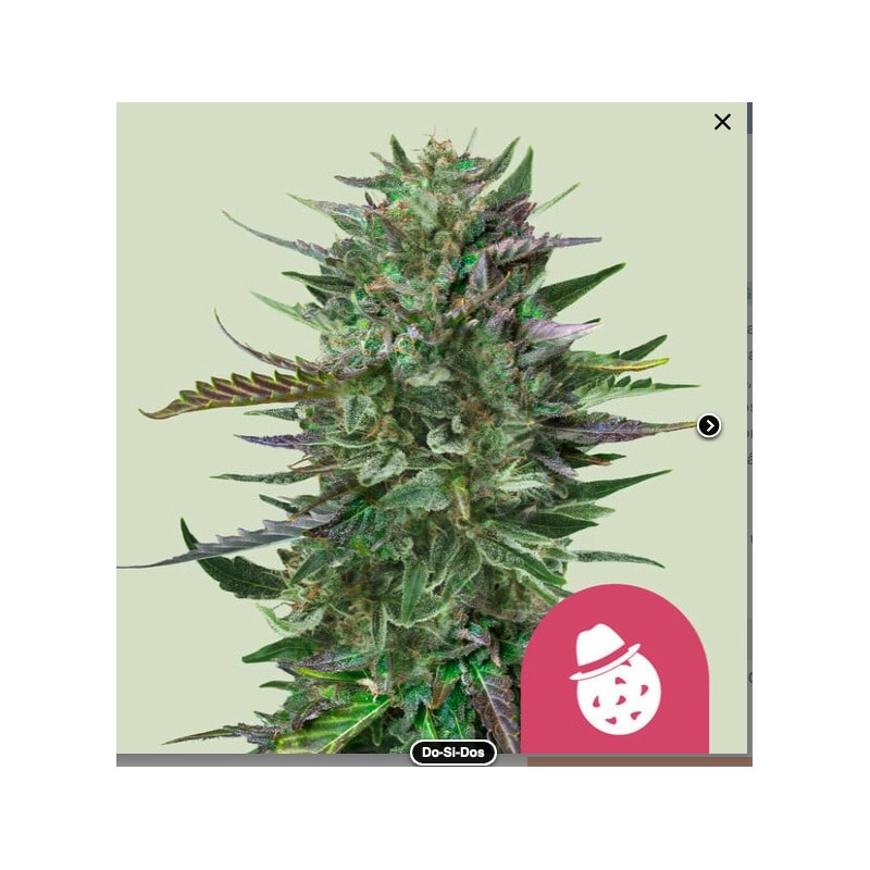 DO-SI-DOS · Royal Queen Seeds · cannabis seeds · Fem