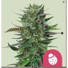 DO-SI-DOS · Royal Queen Seeds · cannabis seeds · Fem