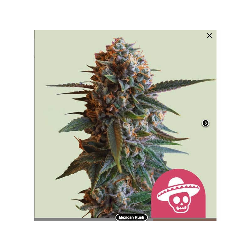 MEXICAN RUSH · Royal Queen Seeds · cannabis seeds · Fem