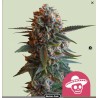 MEXICAN RUSH · Royal Queen Seeds · cannabis seeds · Fem