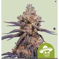 MEXICAN RUSH AUTO · Royal...