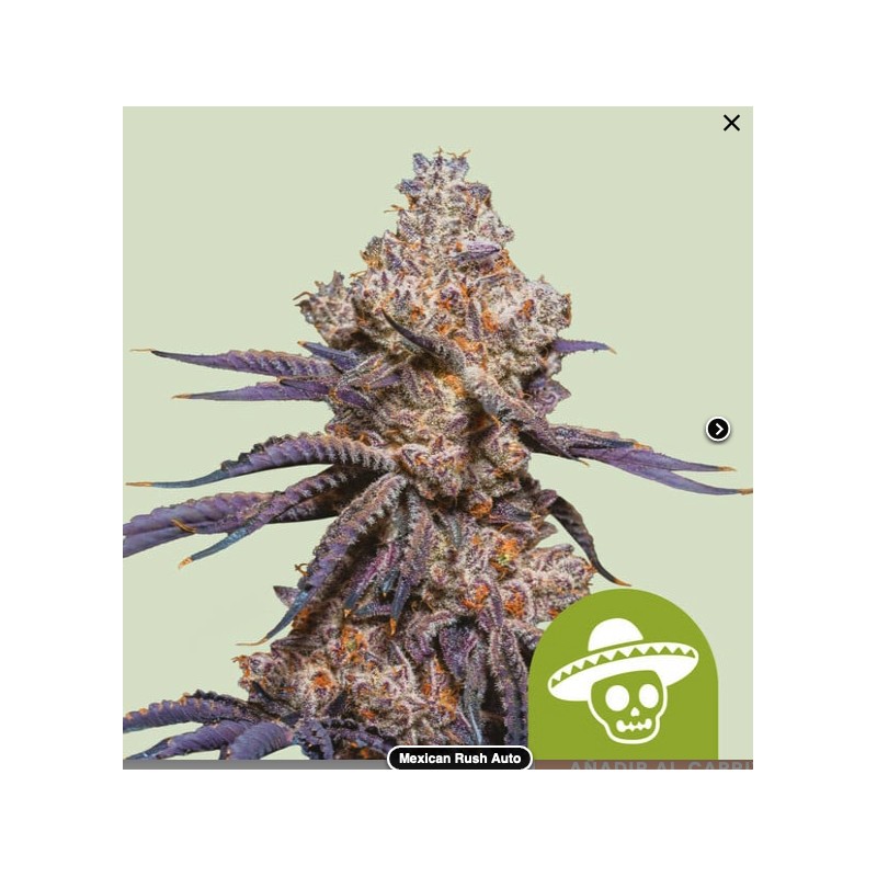 MEXICAN RUSH AUTO · Royal Queen Seeds · kaufen cannabis samen · AutoFem