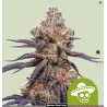 MEXICAN RUSH AUTO · Royal Queen Seeds · kaufen cannabis samen · AutoFem