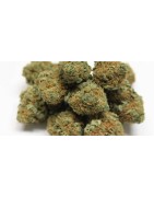 Variété de Cannabis